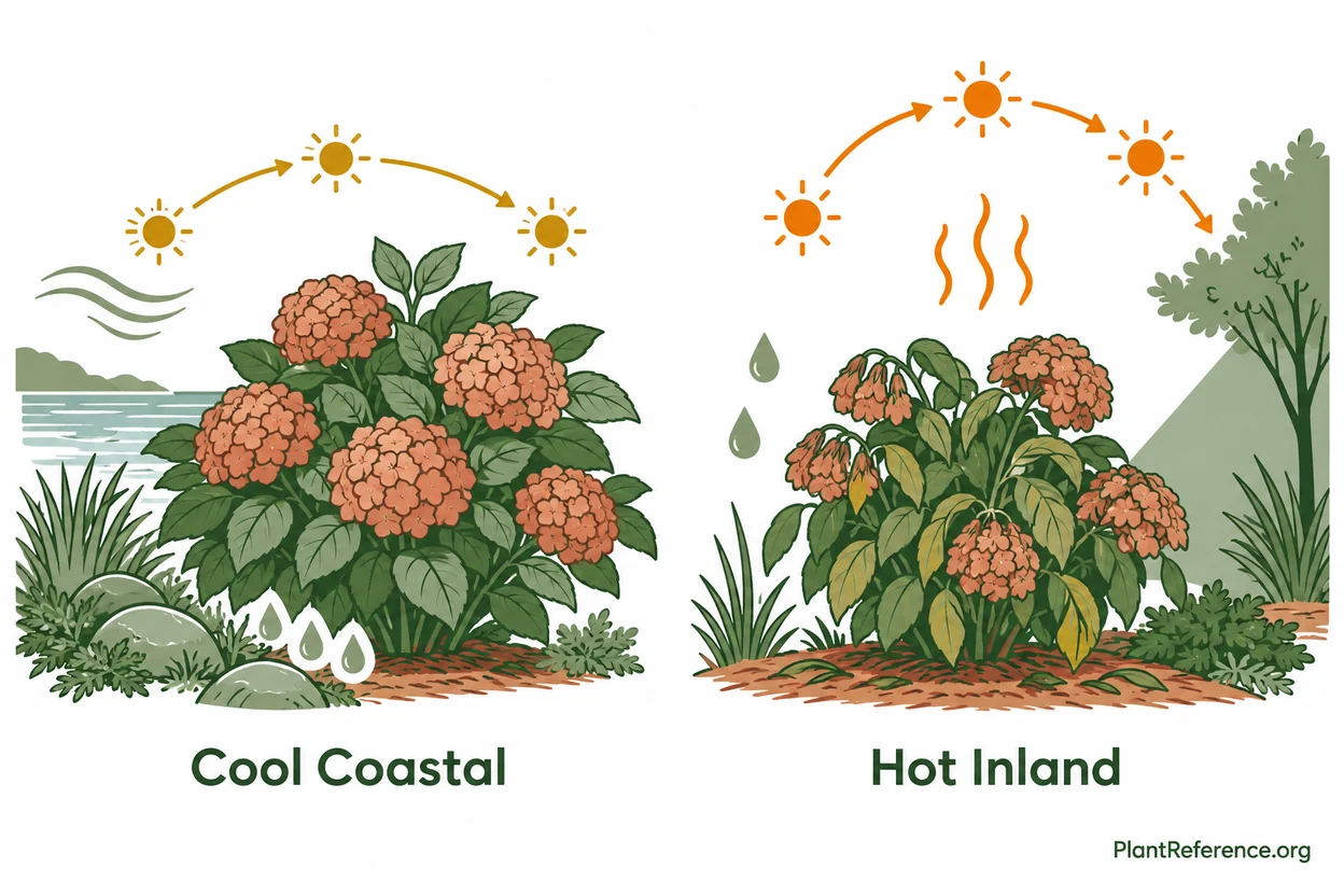Regional comparison of cool coastal and hot inland sun for hydrangeas