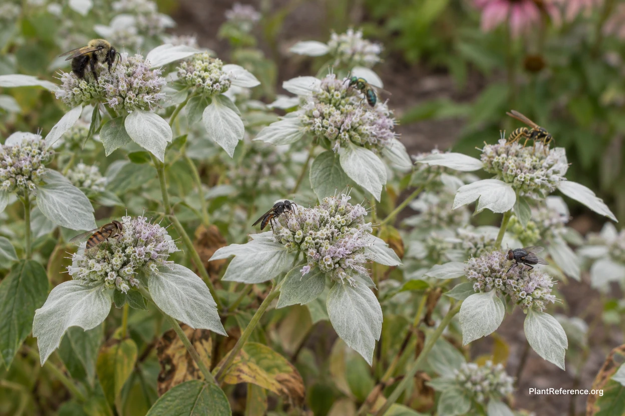 Silvery mountain mint flowers covered with small native bees and beneficial wasps