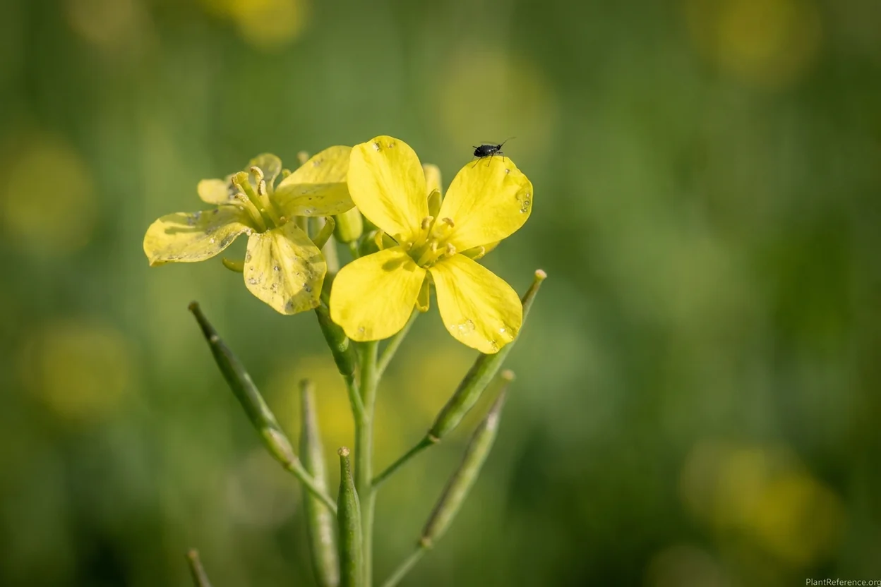 Yellow mustard family flower with four petals arranged in a cross for identification