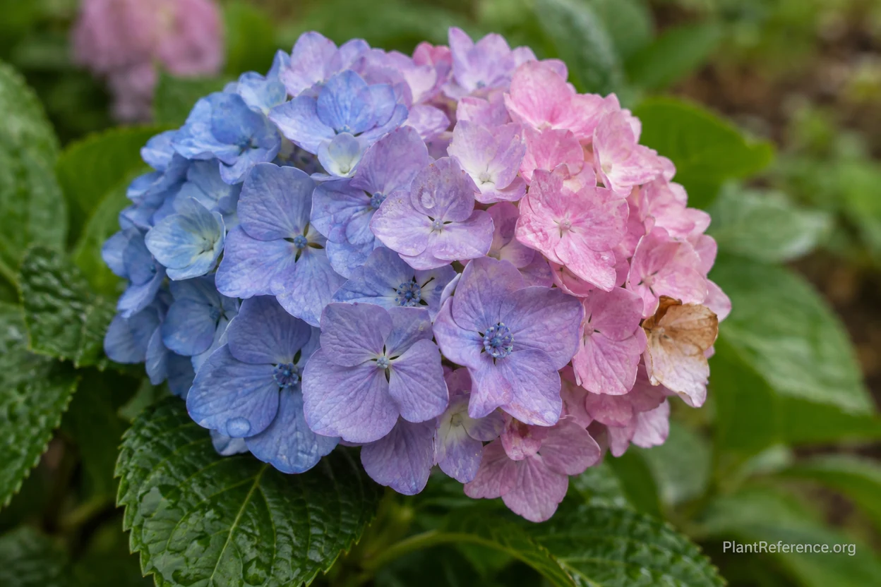 Bigleaf hydrangea flower head in transition with blue and pink florets showing aluminum-driven color change