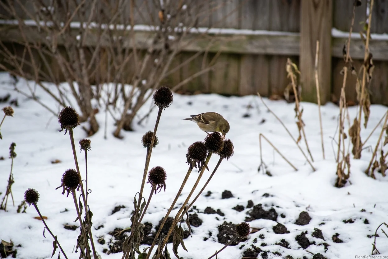Dark dried coneflower seed heads standing above snow with a goldfinch feeding