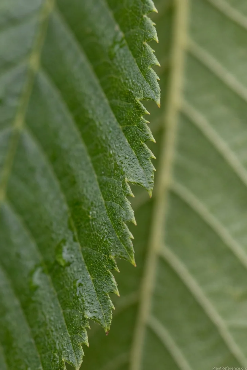 Doubly serrate leaf margin on elm showing large teeth with smaller teeth for identification