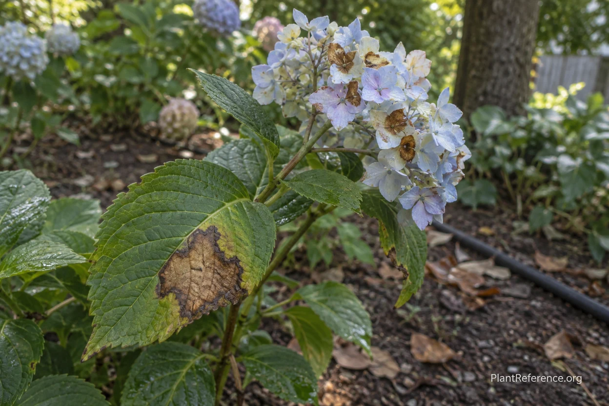 Anthracnose causing large irregular brown lesions on hydrangea leaves and flowers