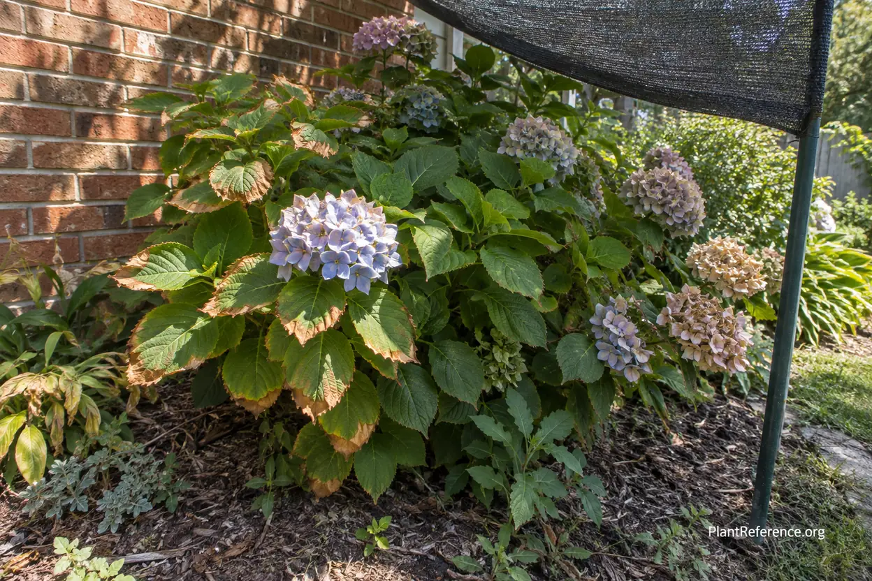 Hydrangea leaf scorch causing crispy brown edges in hot afternoon sun