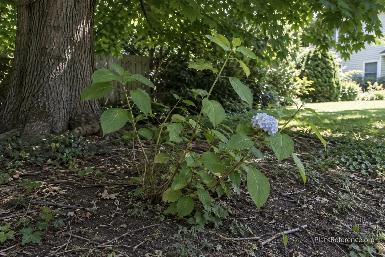 Hydrangea not blooming in deep shade under a large tree canopy with leafy growth and no flowers