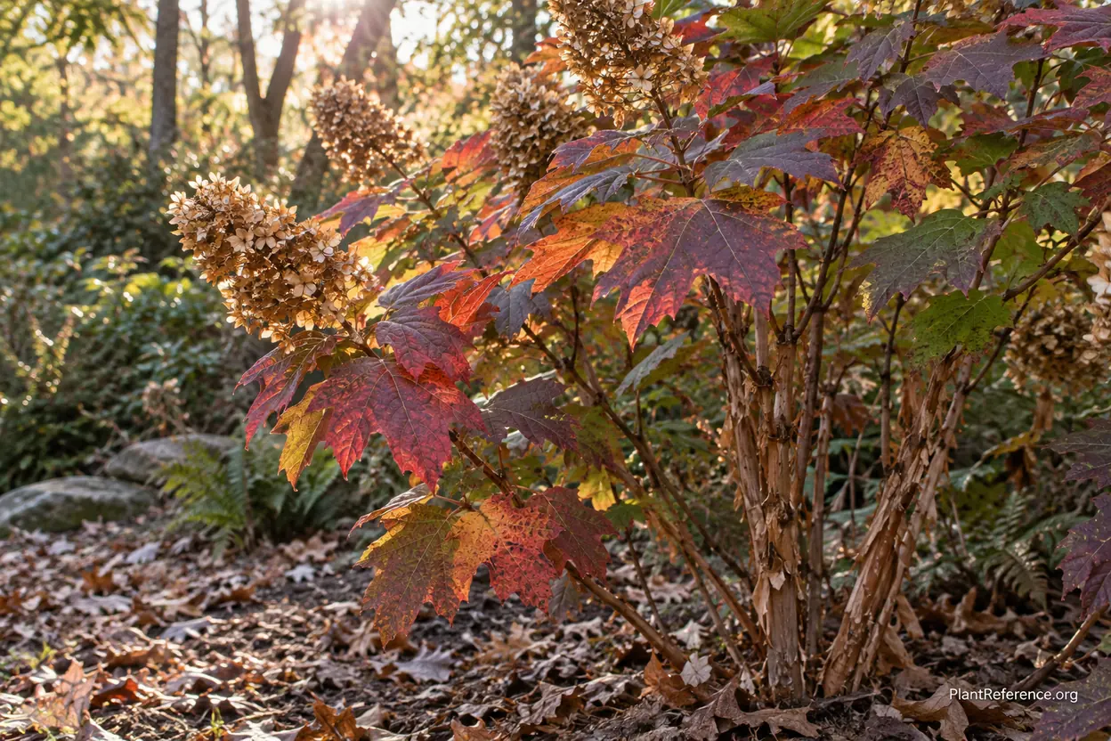 Oakleaf hydrangea with lobed oak-shaped leaves in red and mahogany fall color and dried flower heads