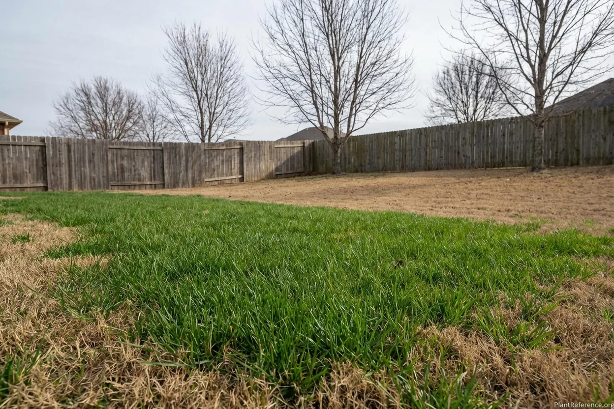 Bermudagrass lawn overseeded with perennial ryegrass showing green winter coverage in transition zone
