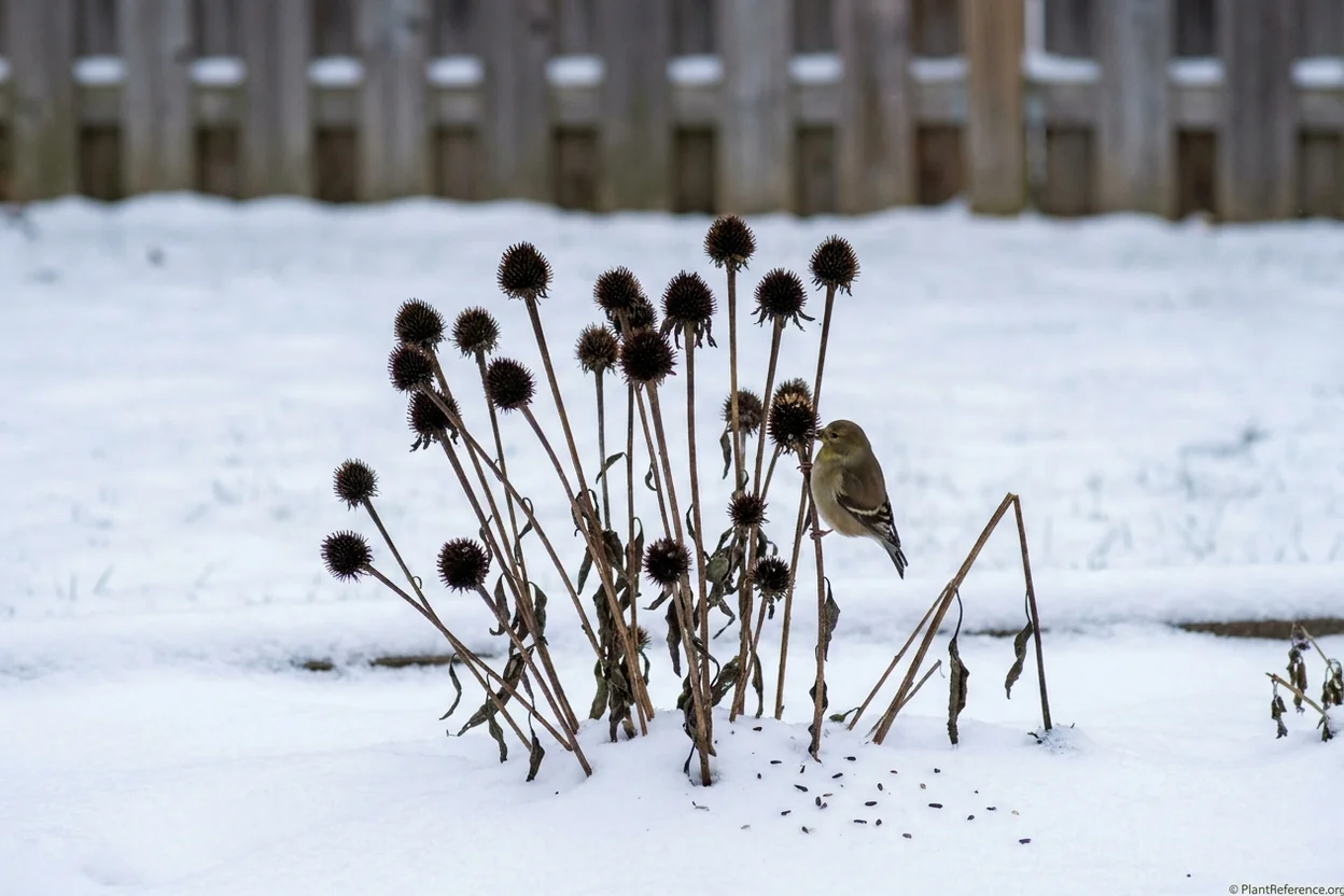 Echinacea seed heads left standing through winter snow providing food for birds