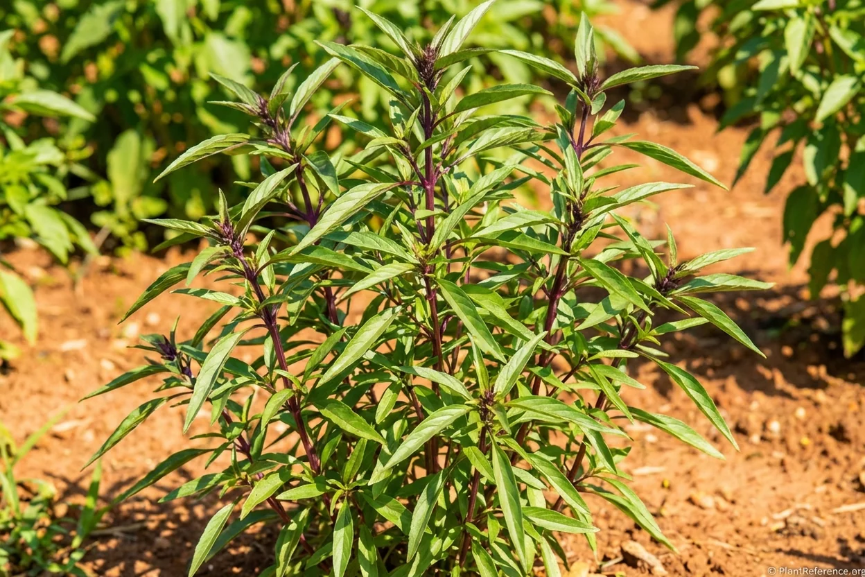Thai basil growing strong in Kansas City Zone 6a summer garden