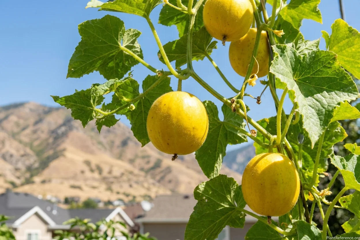 Lemon cucumbers growing in Salt Lake City Zone 7a garden with Wasatch Mountains visible
