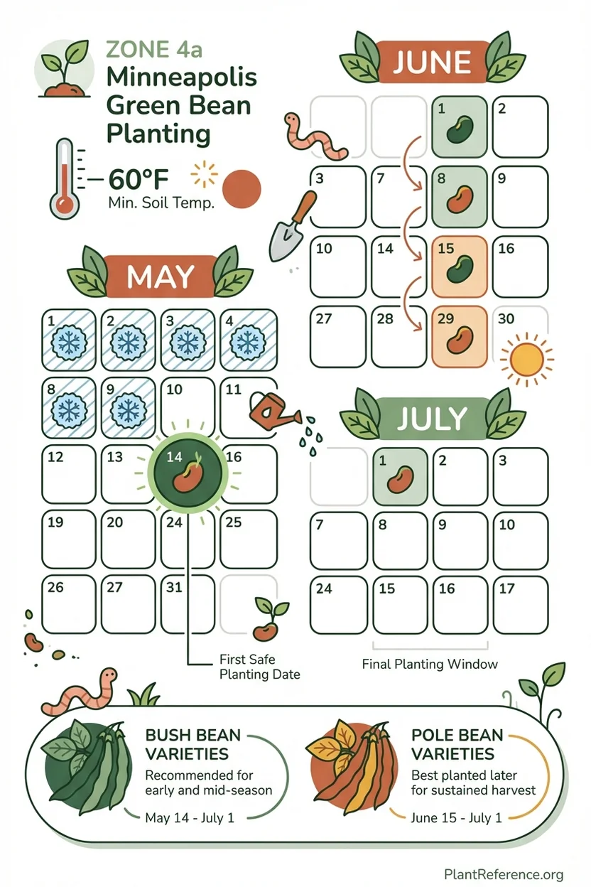 Green bean planting calendar for Minneapolis showing succession planting dates from May through July
