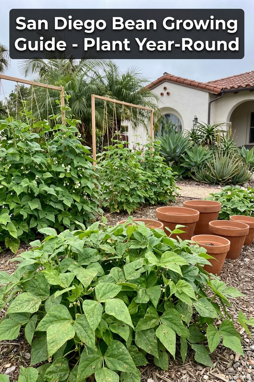 San Diego green bean planting guide showing year-round growing potential