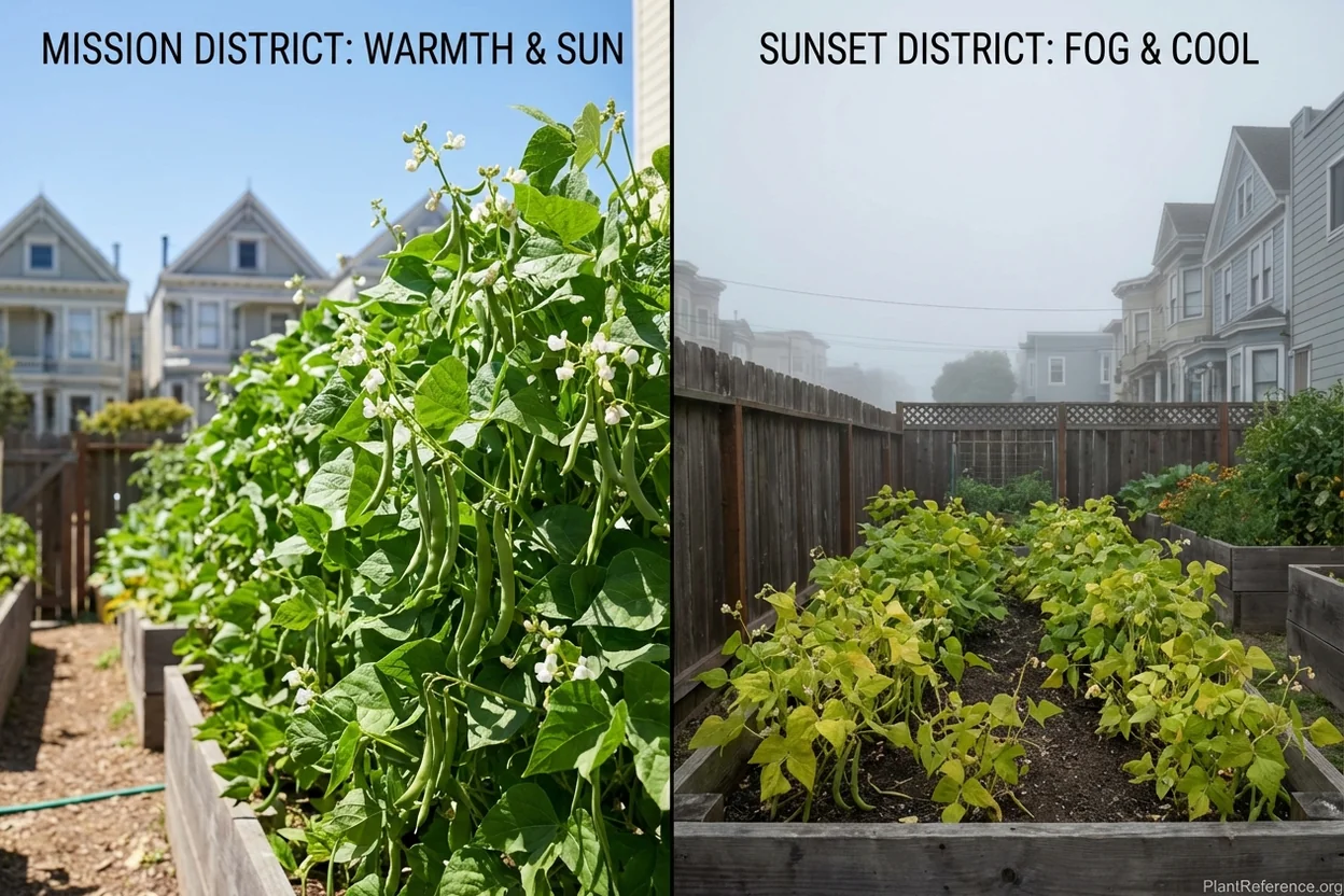 San Francisco microclimate effects on green bean growth comparing warm and cool neighborhoods