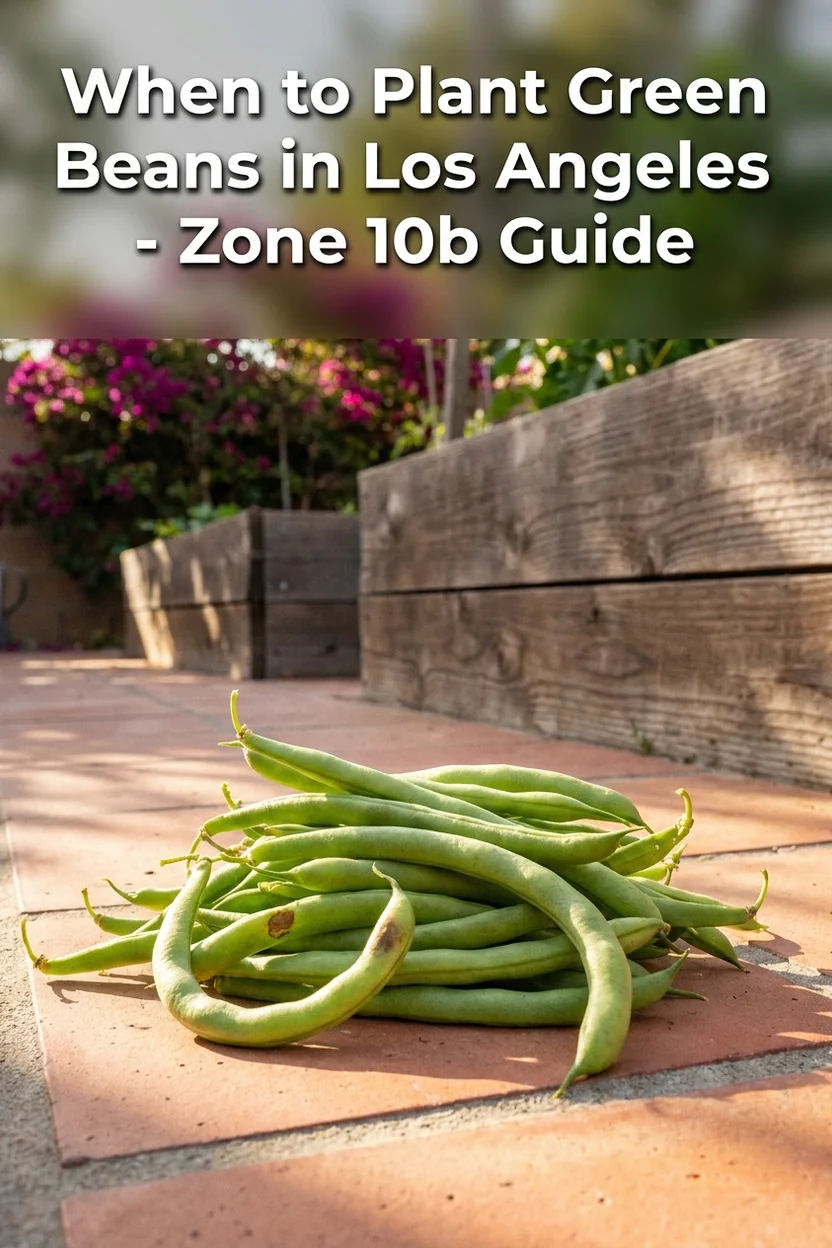 Los Angeles green bean planting guide with dates and variety recommendations for Zone 10b
