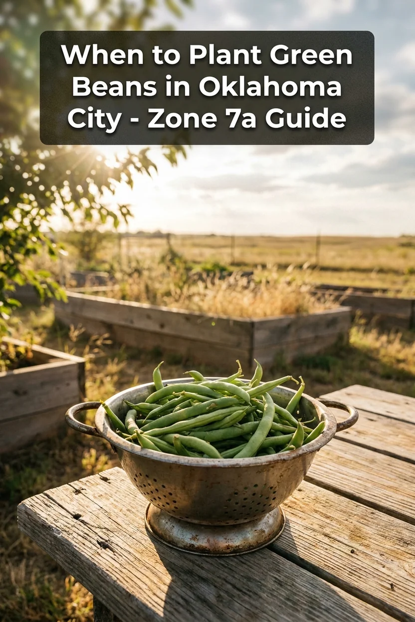 Oklahoma City green bean planting guide with dates and variety recommendations for Zone 7a