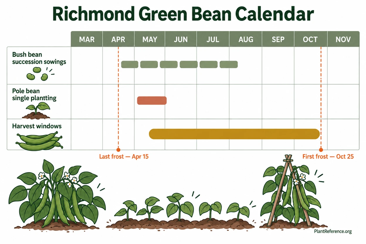 Richmond green bean planting calendar showing April through October production for Zone 7b