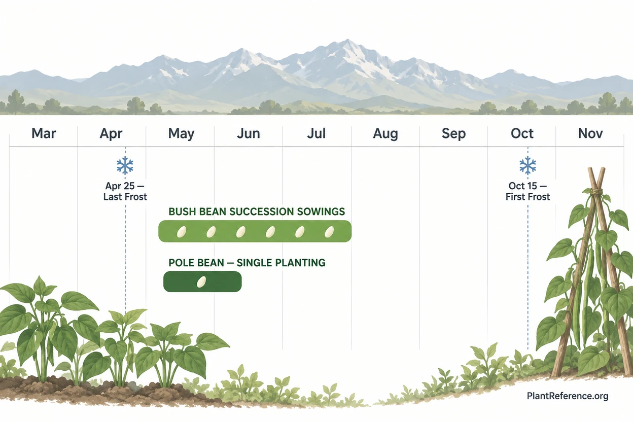 Salt Lake City green bean planting calendar showing May through October production for Zone 7a