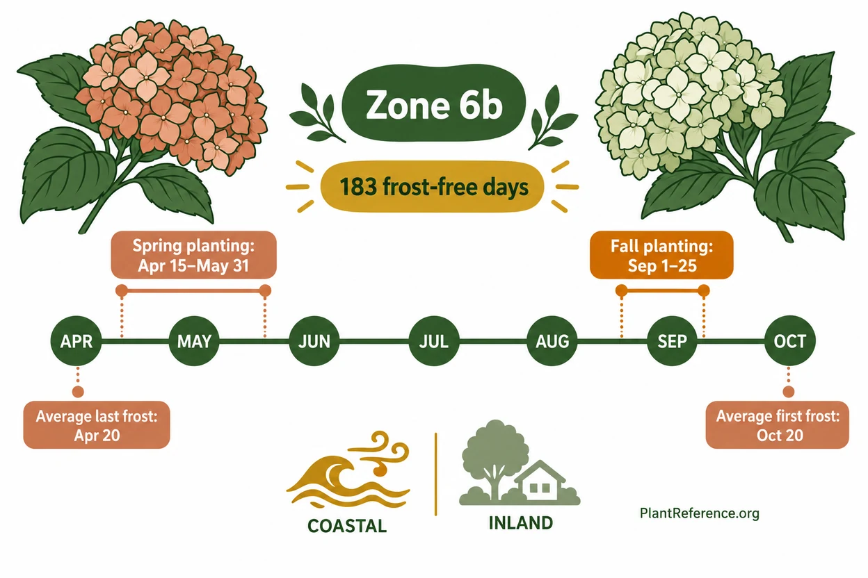 Boston hydrangea planting dates based on Zone 6b frost timing