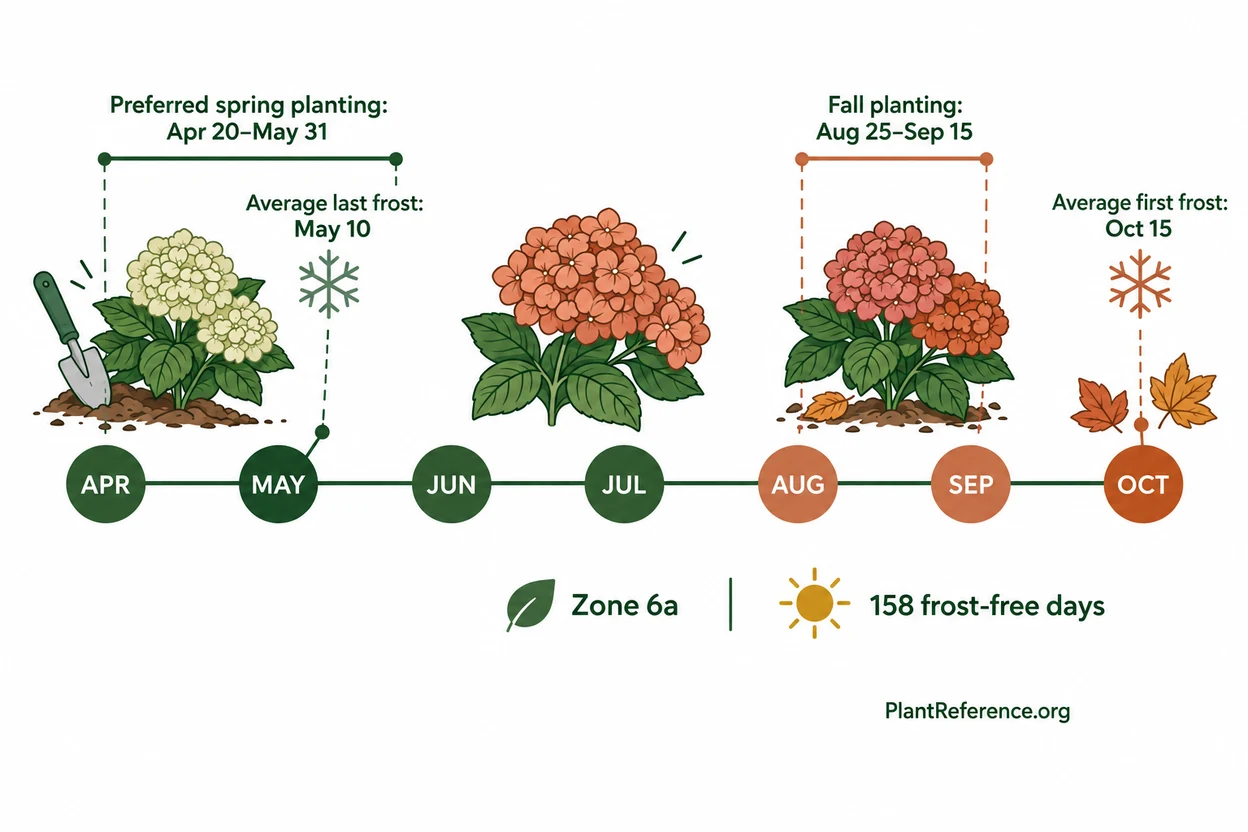 Chicago hydrangea planting dates based on Zone 6a frost timing