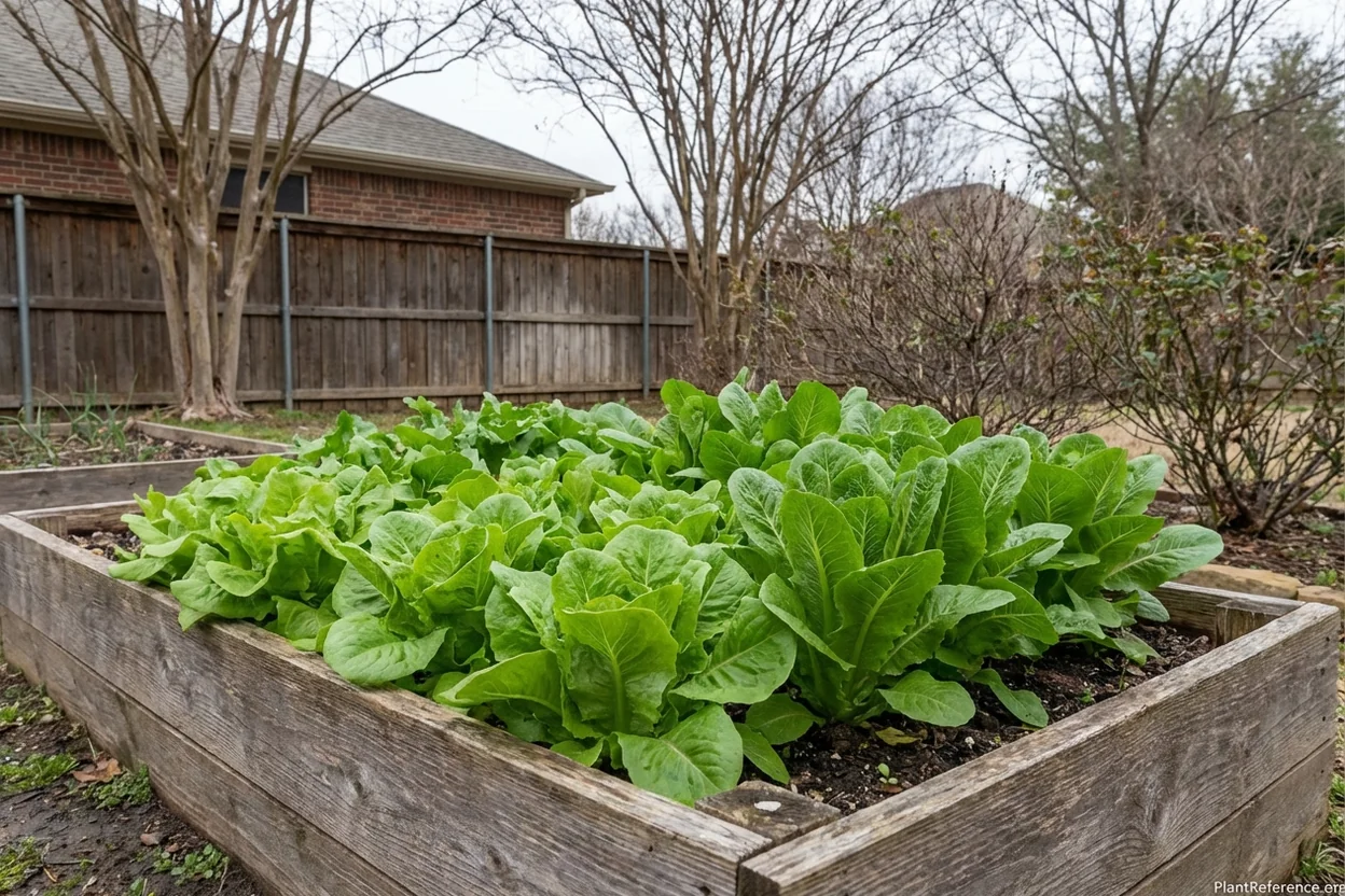 Lettuce growing in raised bed in Dallas Zone 8a garden during mild winter