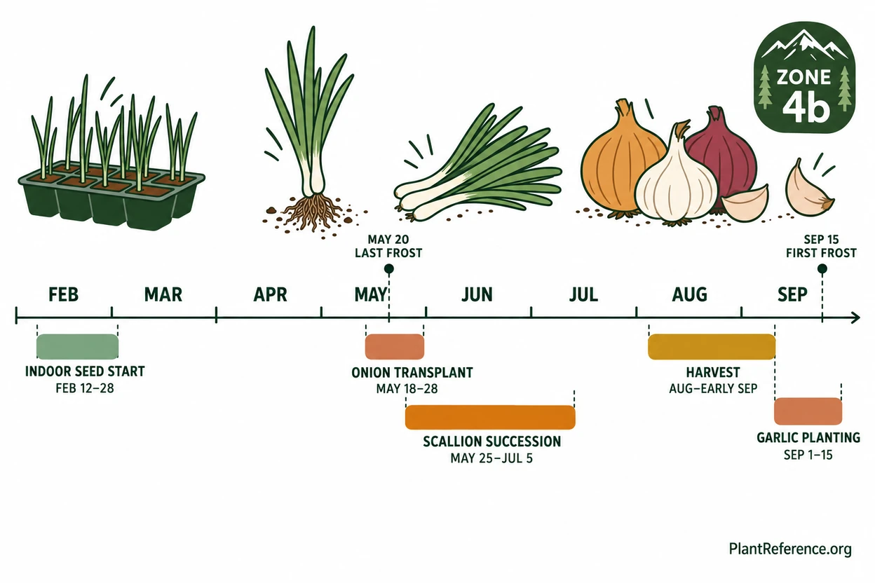 Anchorage onion and garlic planting calendar showing indoor seed start, outdoor transplant, and fall garlic windows for Zone 4b