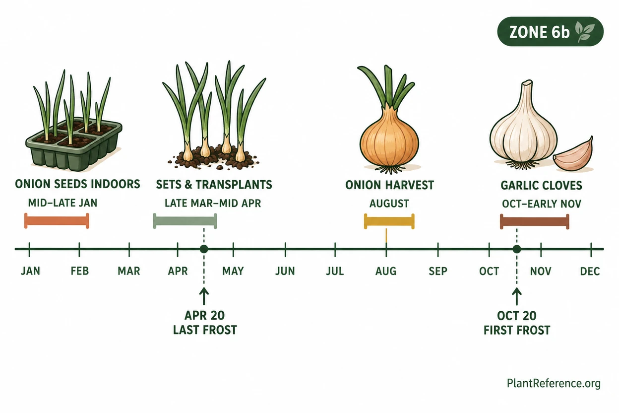 Boston onion and garlic planting calendar showing indoor start, transplant, and fall garlic dates for Zone 6b