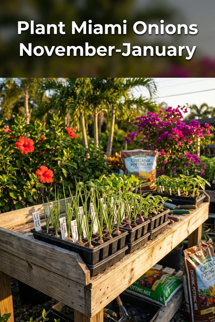 Miami onion planting guide Zone 10b with best varieties and planting dates