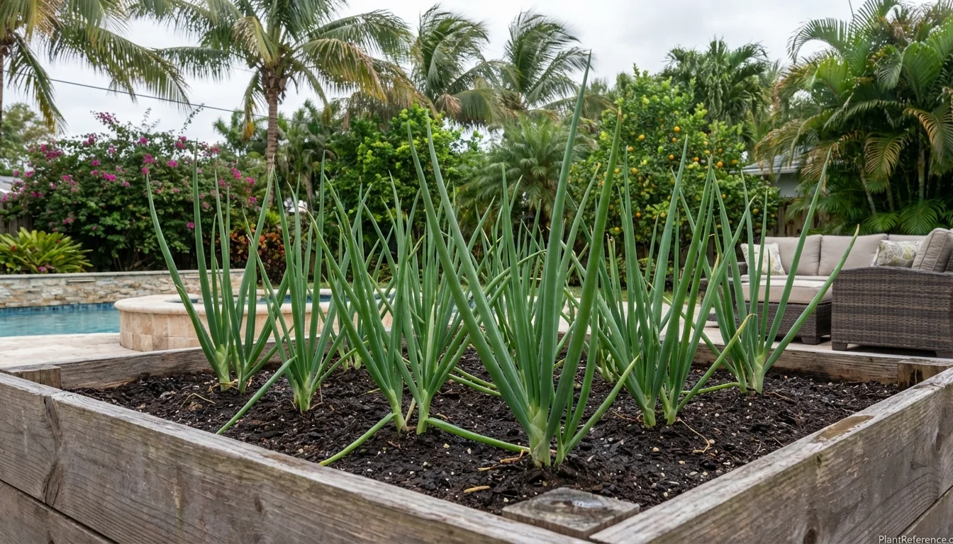 Short-day onions growing in Miami garden bed during winter planting season Zone 10b