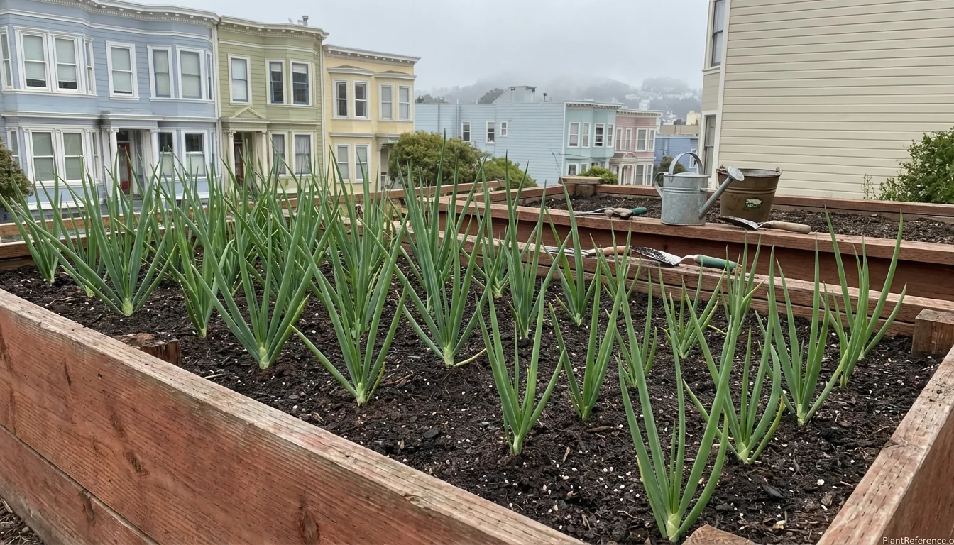 When to plant onions in San Francisco Zone 10a garden with Victorian houses background