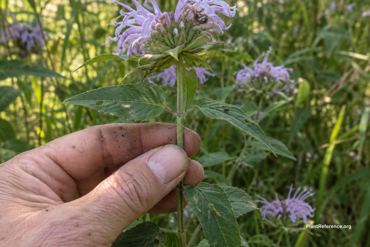Checking the square stem and opposite leaves of a purple mint family wildflower