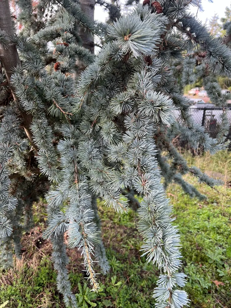 Cedrus atlantica 'Glauca Fastigiata', narrow blue Atlas cedar