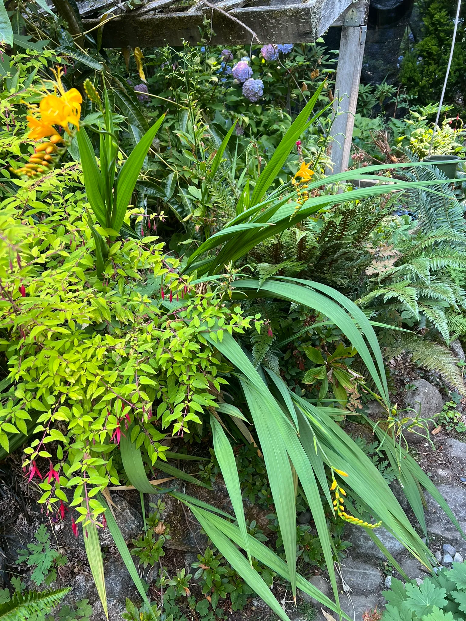 Crocosmia spp., crocosmia
