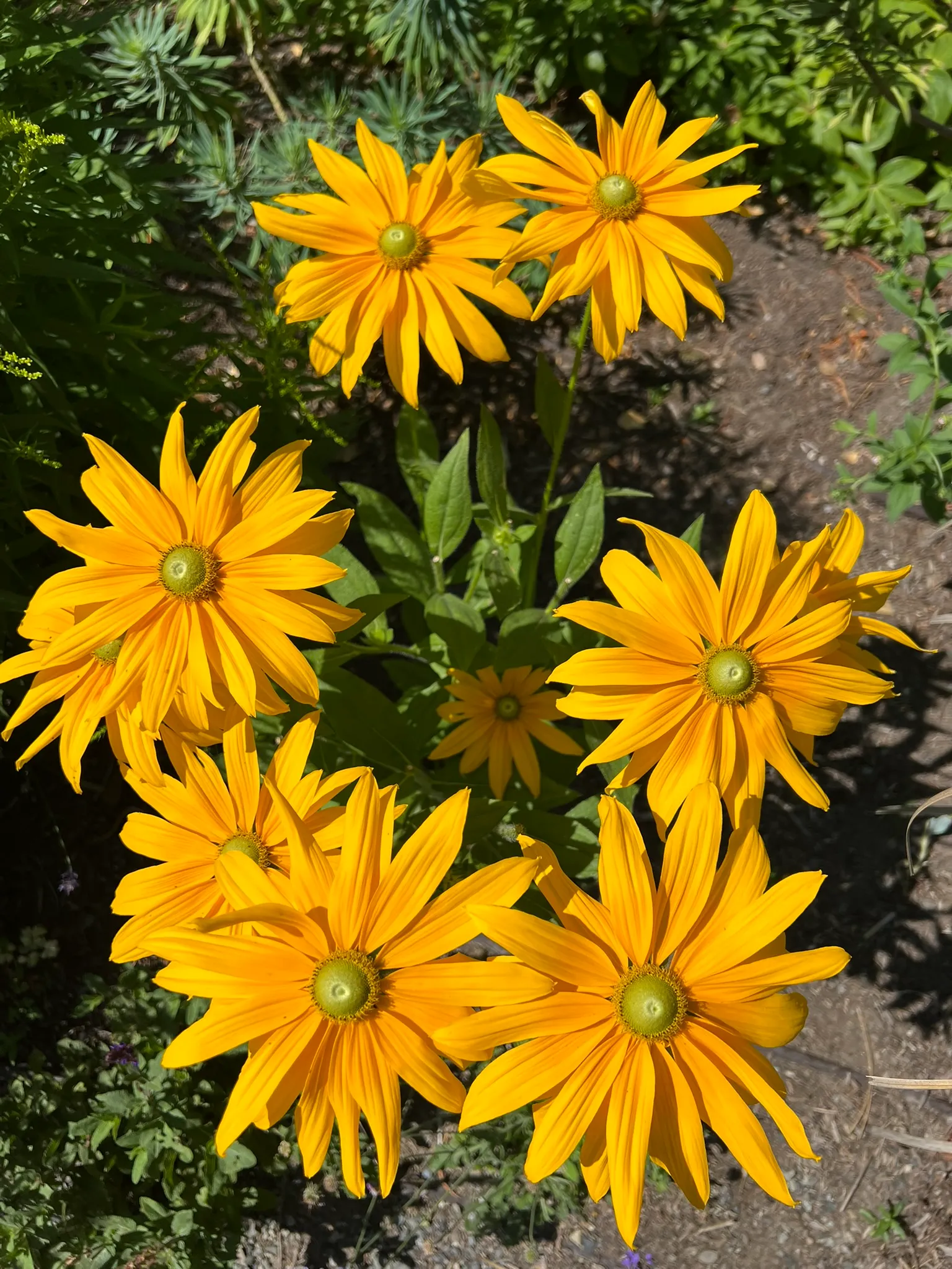 Rudbeckia hirta, large black-eyed Susan