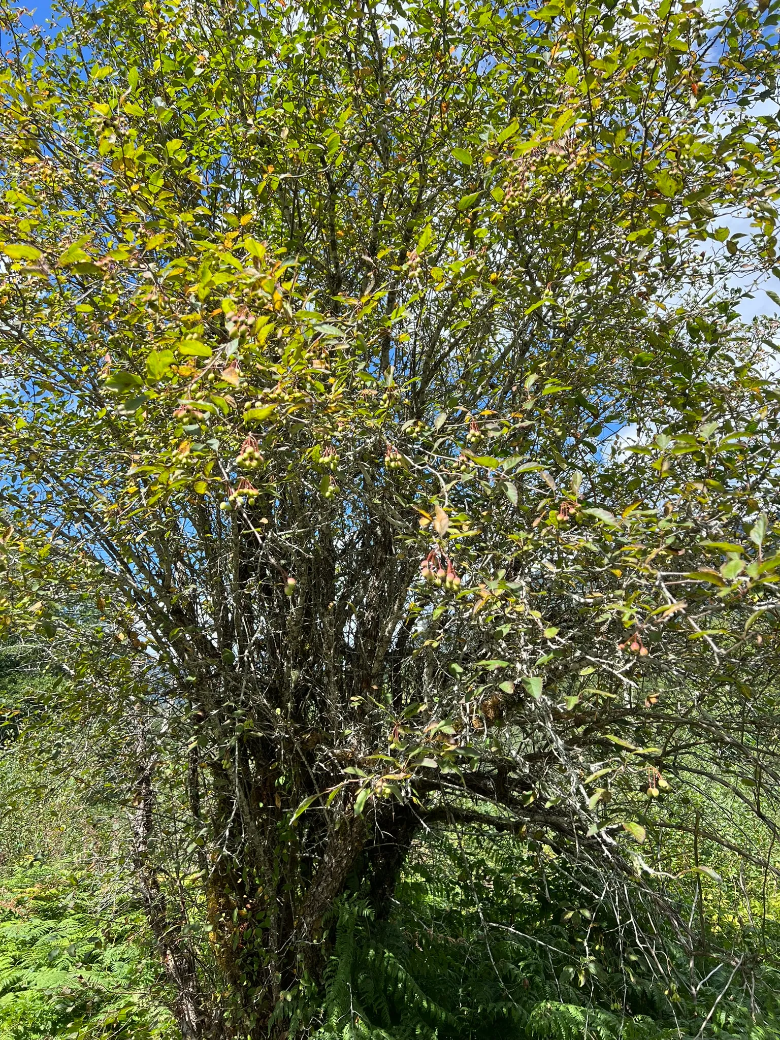 Malus fusca, crabapple