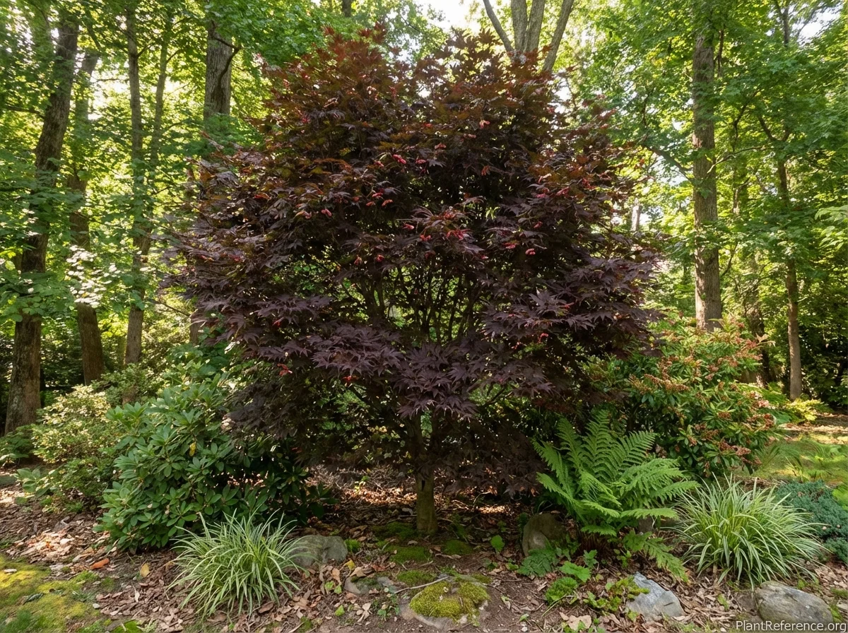 Mature Wolff Japanese maple displaying deep burgundy summer leaves with dense branching structure, accompanied by rhododendrons in a mixed shrub border