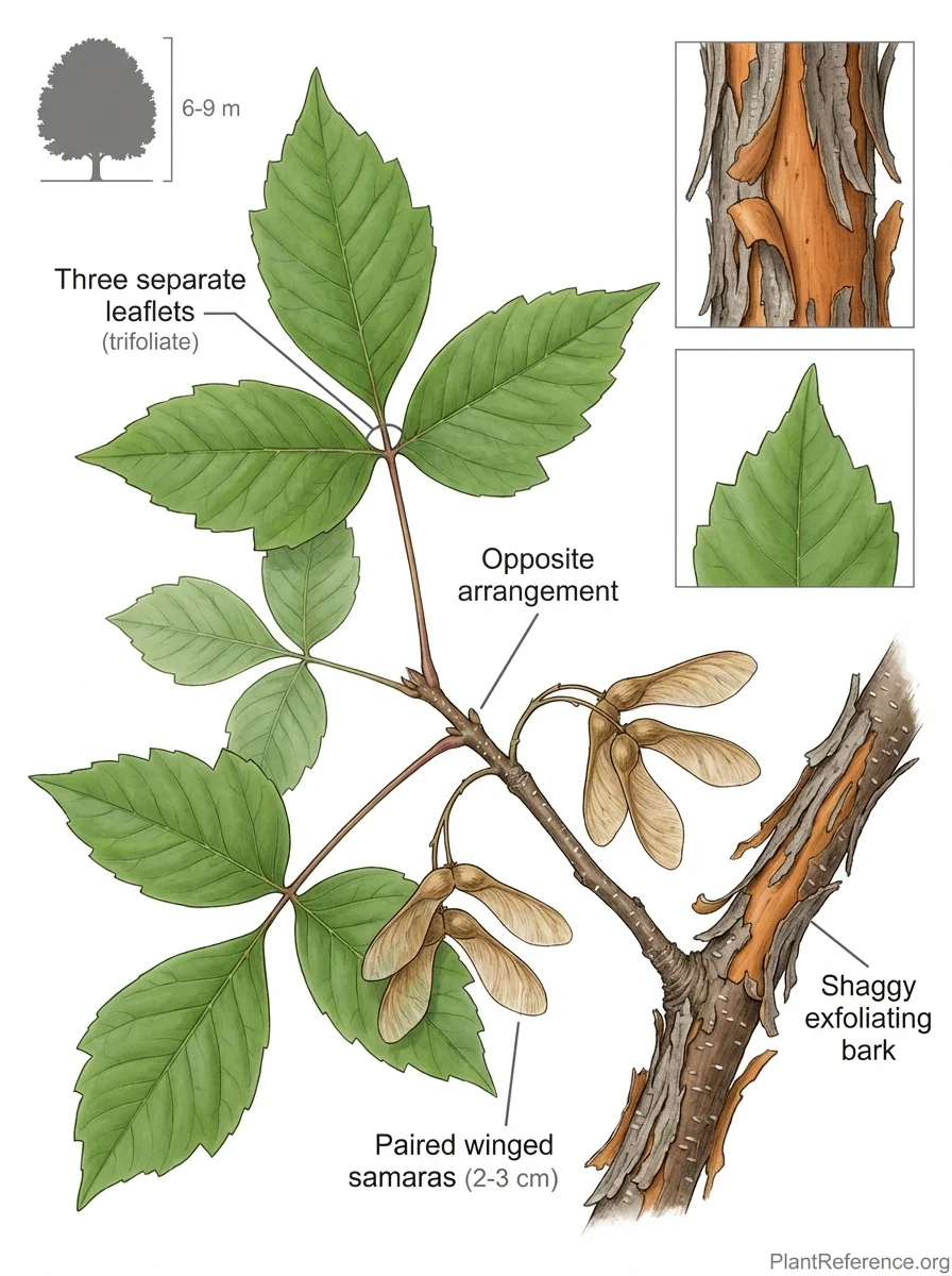 Botanical illustration of Acer triflorum (Three-flower Maple) showing trifoliate compound leaves, paired winged samaras, exfoliating bark, and opposite leaf arrangement
