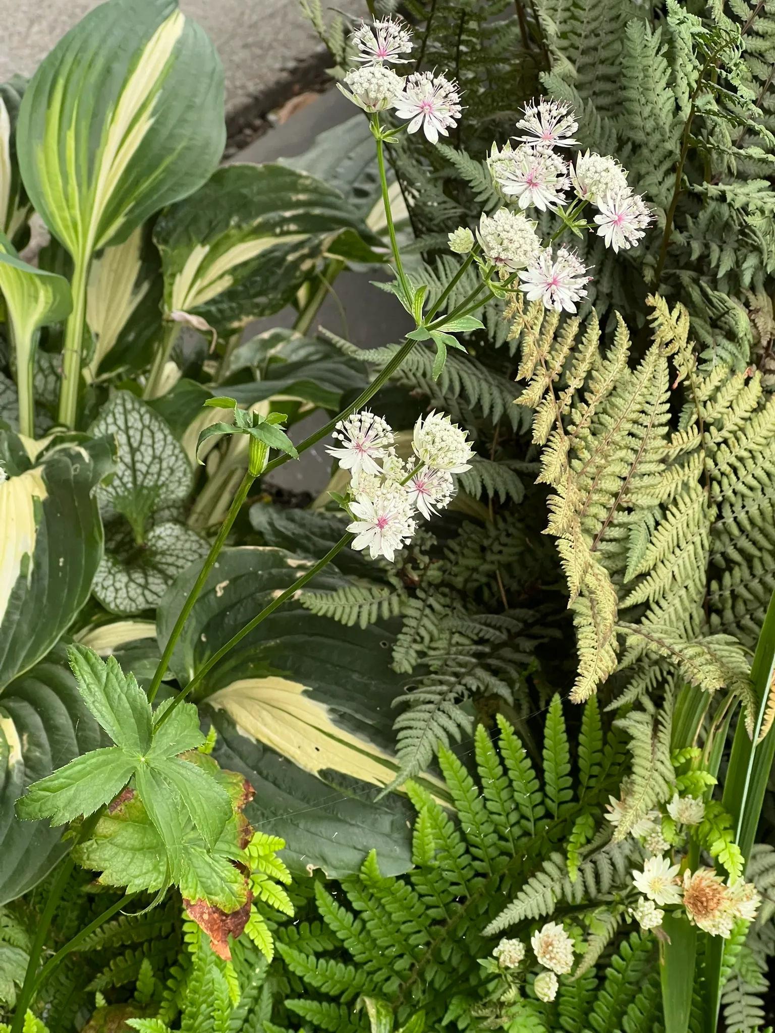 Astrantia major, Great Masterwort