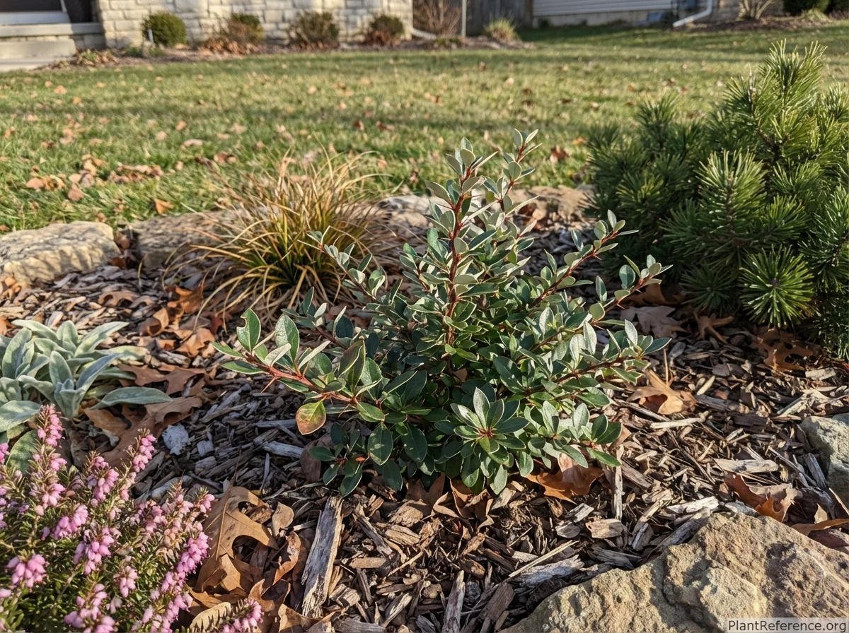 Small winter scene of young Berberis candidula showing evergreen foliage with prominent silvery leaf undersides and thorny structure in a rock garden with companion plantings of pine and heath