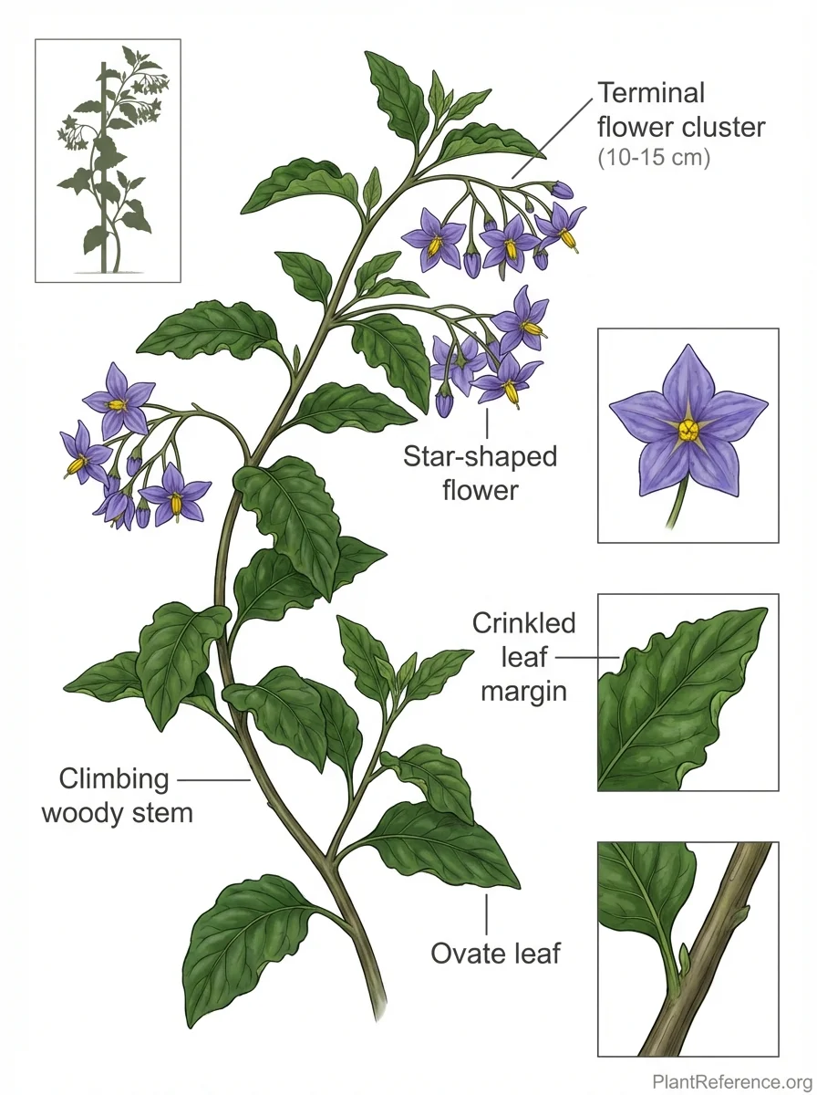 Botanical illustration of Solanum crispum 'Glasnevin' (Glasnevin Potato Vine) showing key identification features