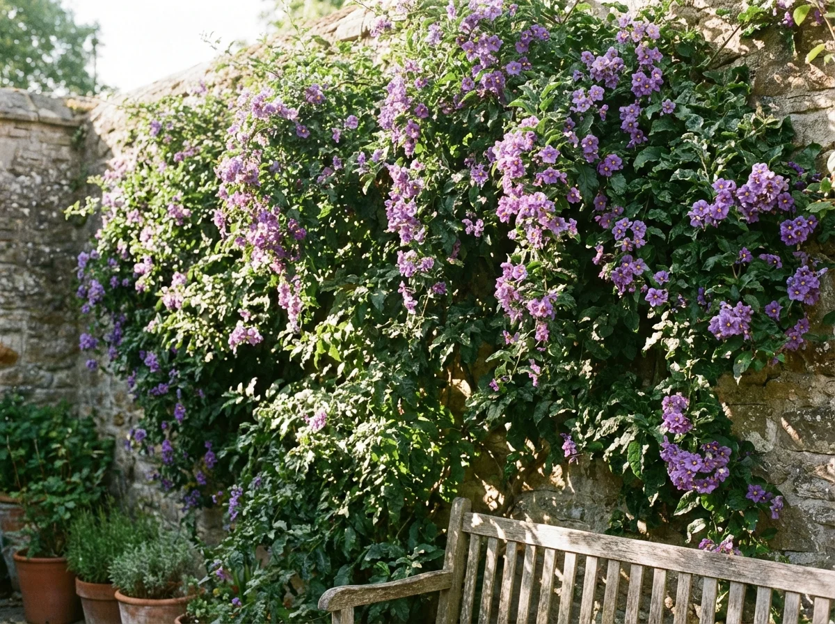 Solanum crispum 'Glasnevin' (Glasnevin Potato Vine) growing as a climbing shrub in a garden setting