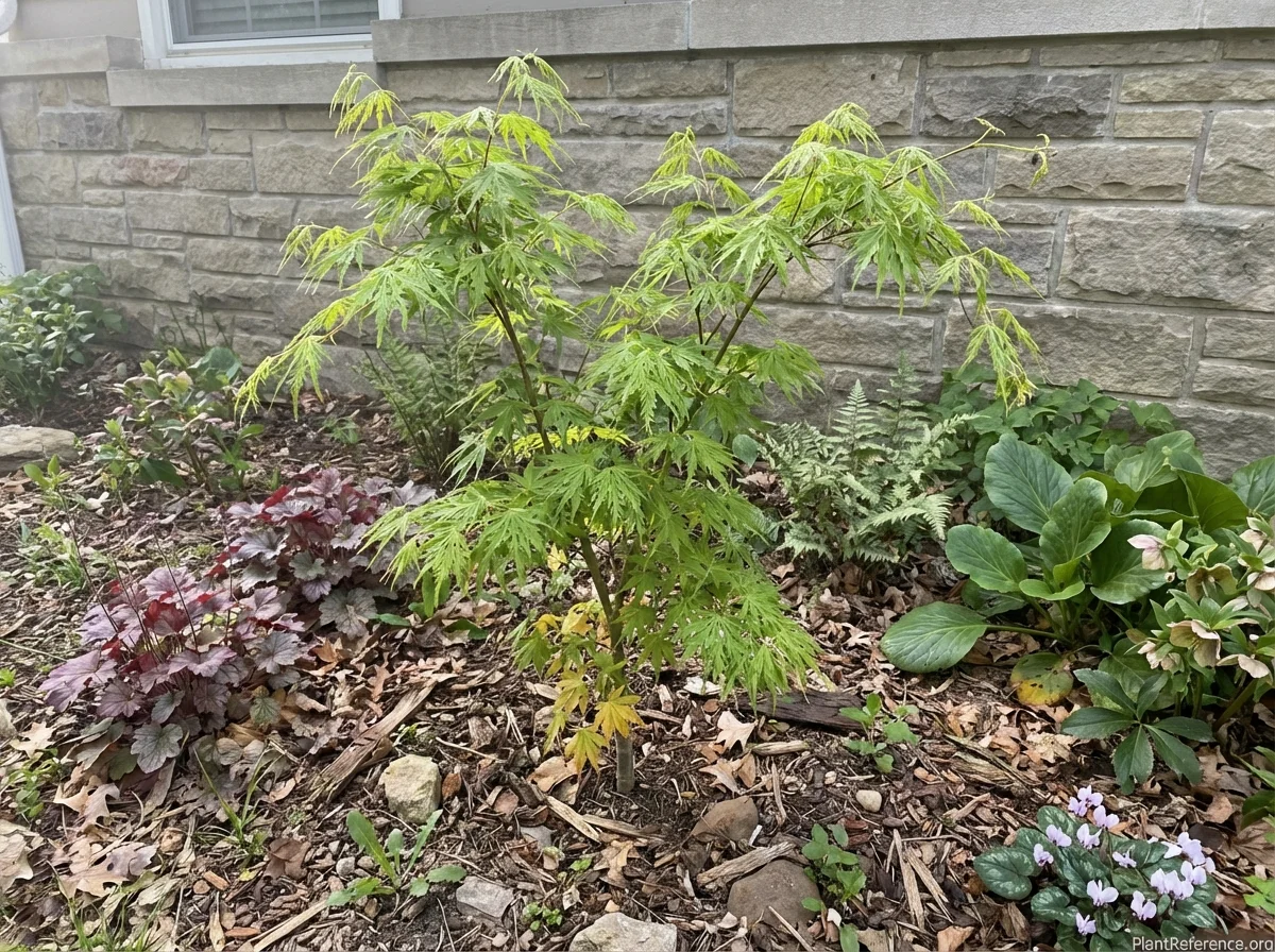 Young Seiryû Japanese maple showing bright green spring foliage emergence with delicate branching structure, planted with heuchera, ferns, and hellebores in a courtyard foundation planting with natural mulch