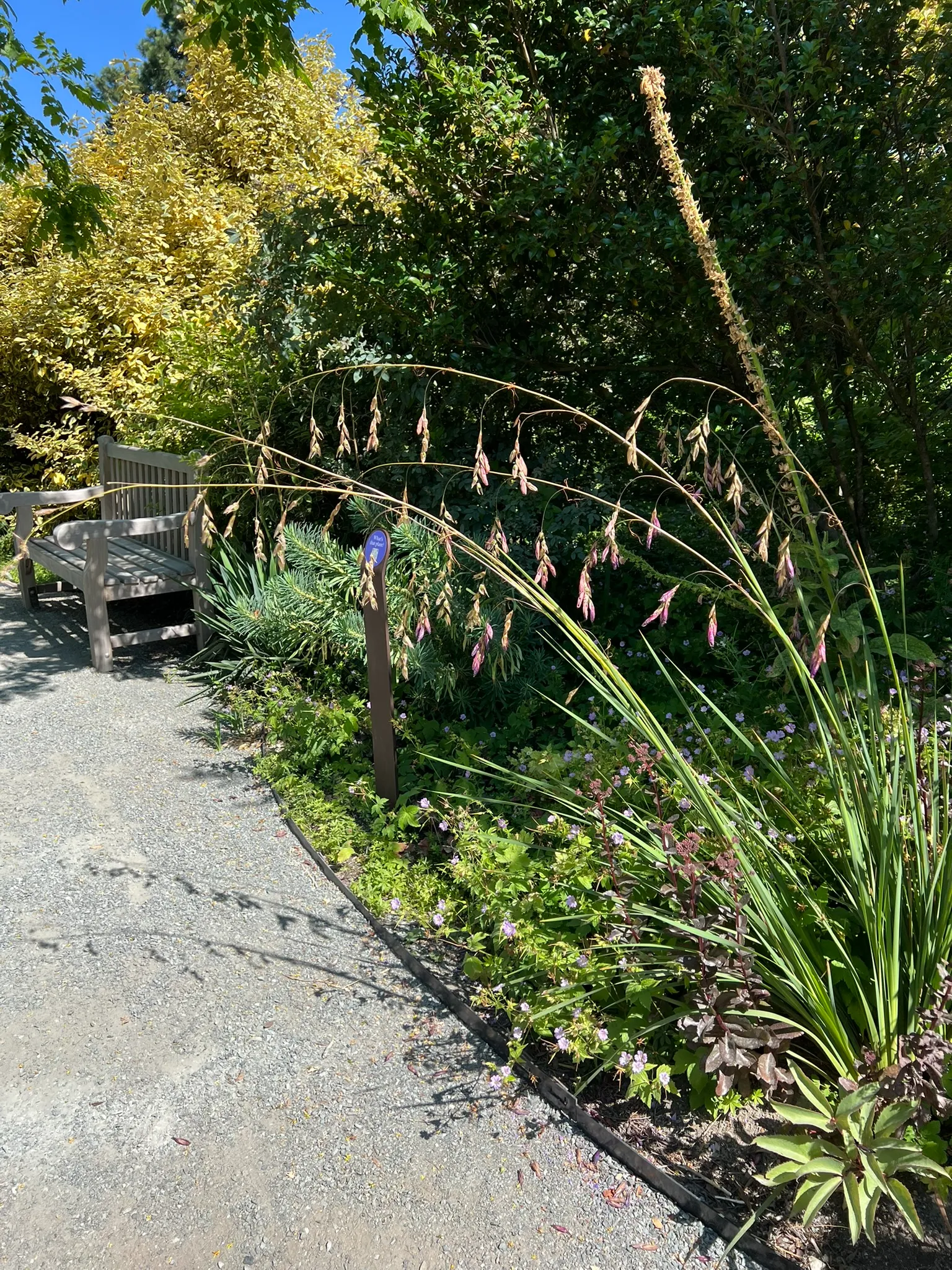 Dierama pulcherrimum, Angel's Fishing Rod