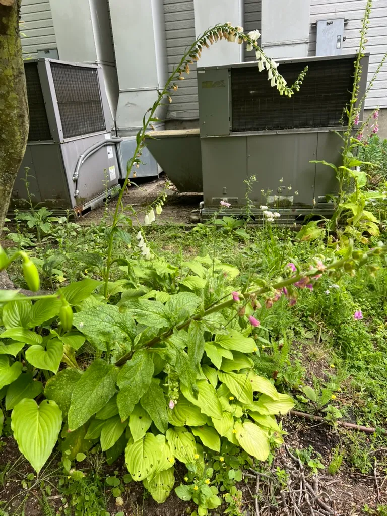 Digitalis purpurea, common foxglove