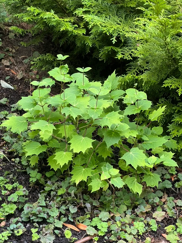 Kirengeshoma palmata, yellow waxbells