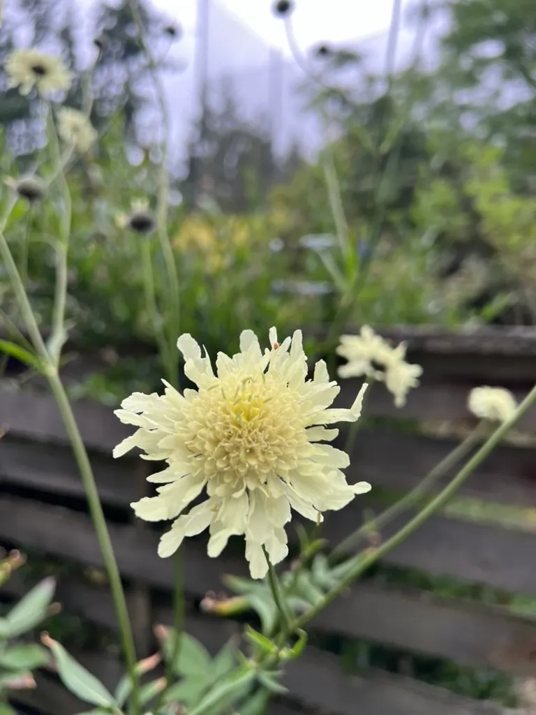 Knautia macedonica, Macedonian Scabious