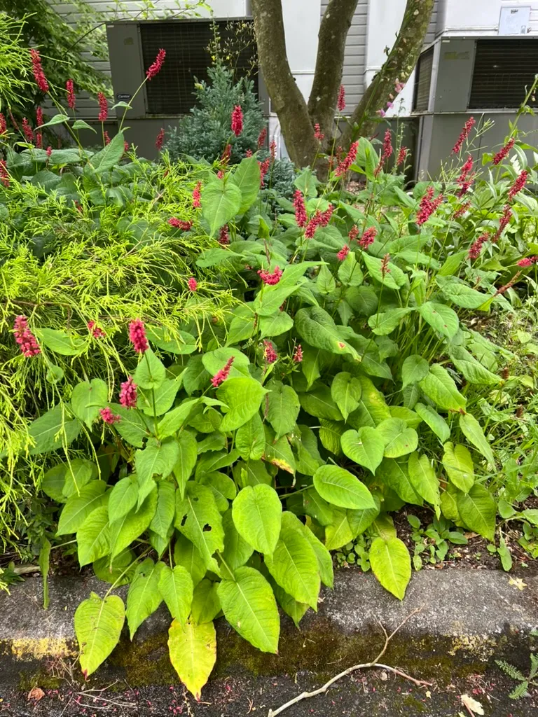 Persicaria amplexicaulis 'Firetail', Red knotweed