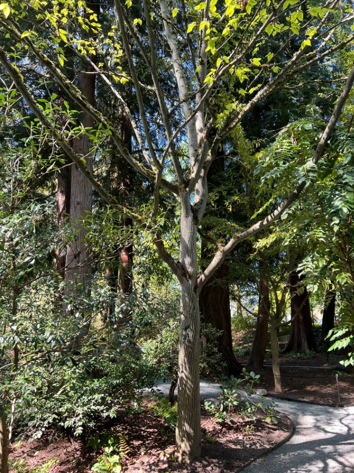 Acer davidii, snakebark maple