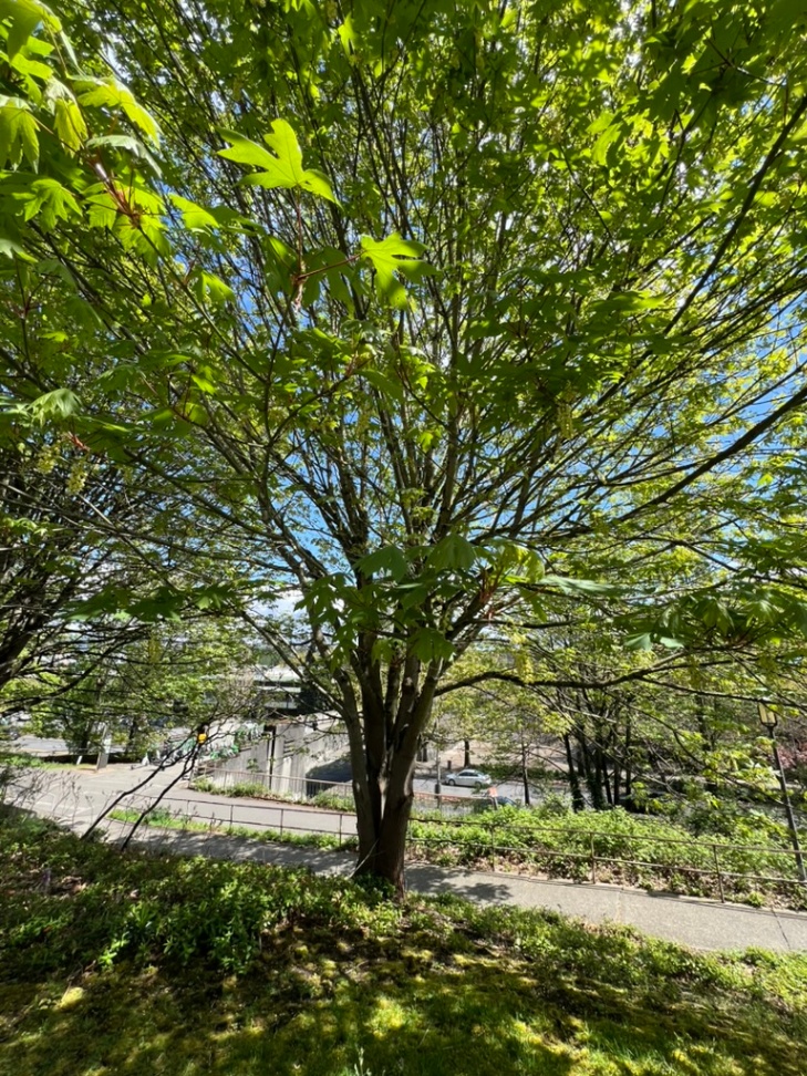 Acer macrophyllum, bigleaf maple
