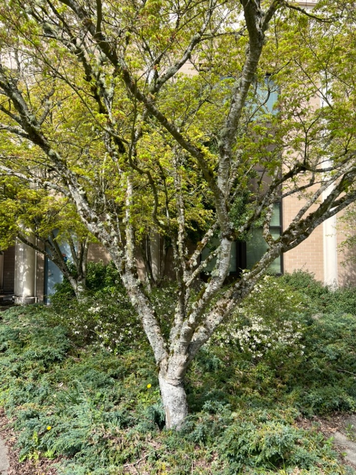 Acer palmatum, Japanese maple