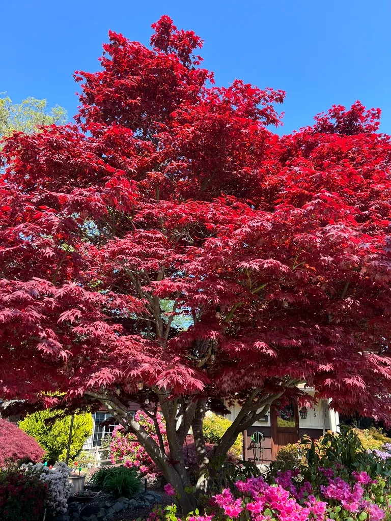 Acer palmatum f. atropurpureum, red Japanese maple